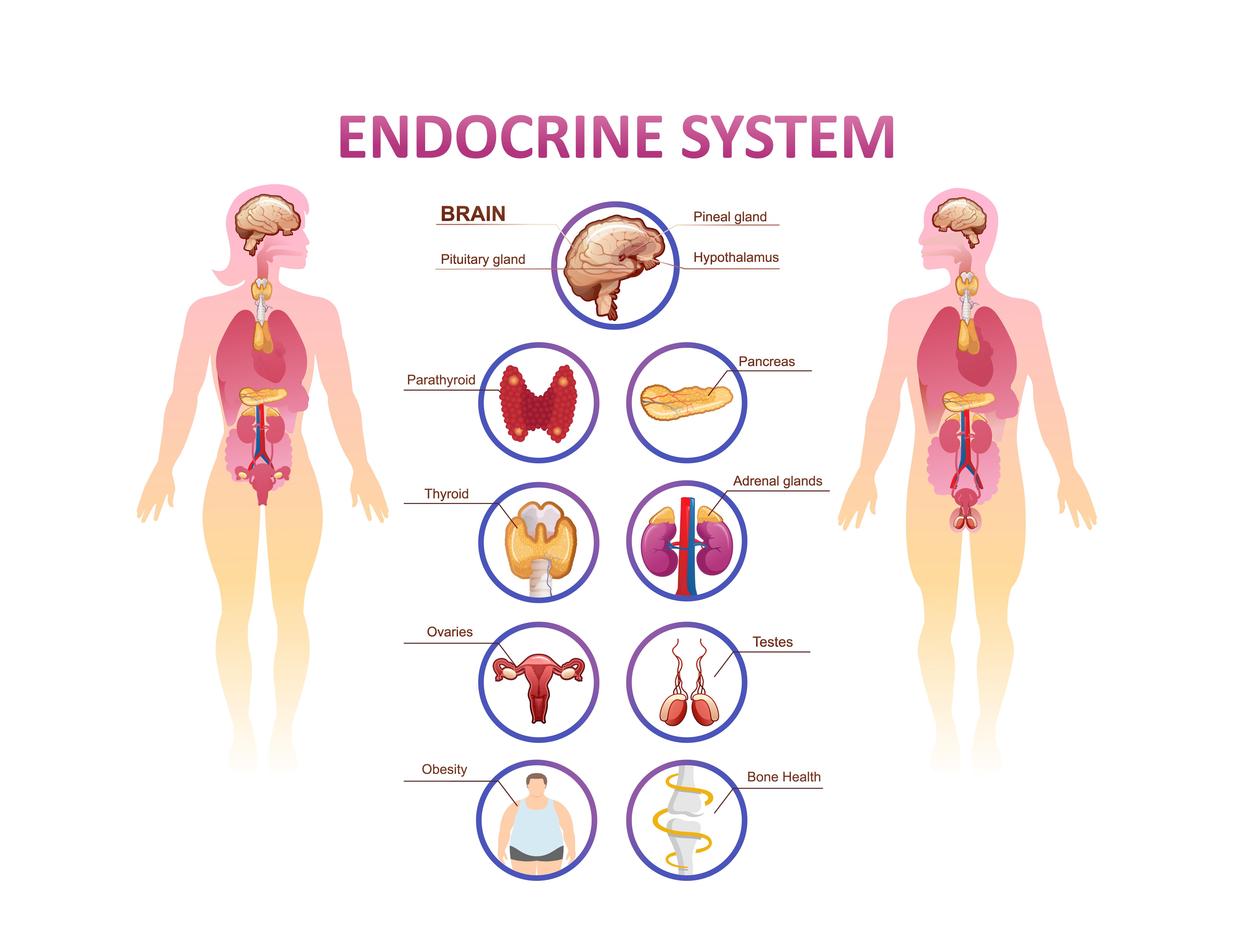 Endocrinology