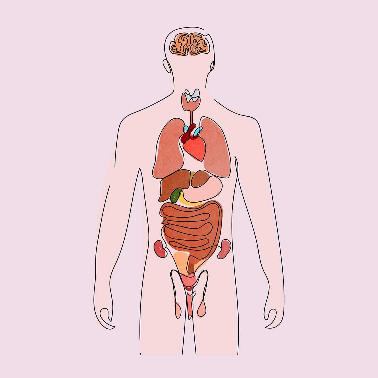 Anatomy